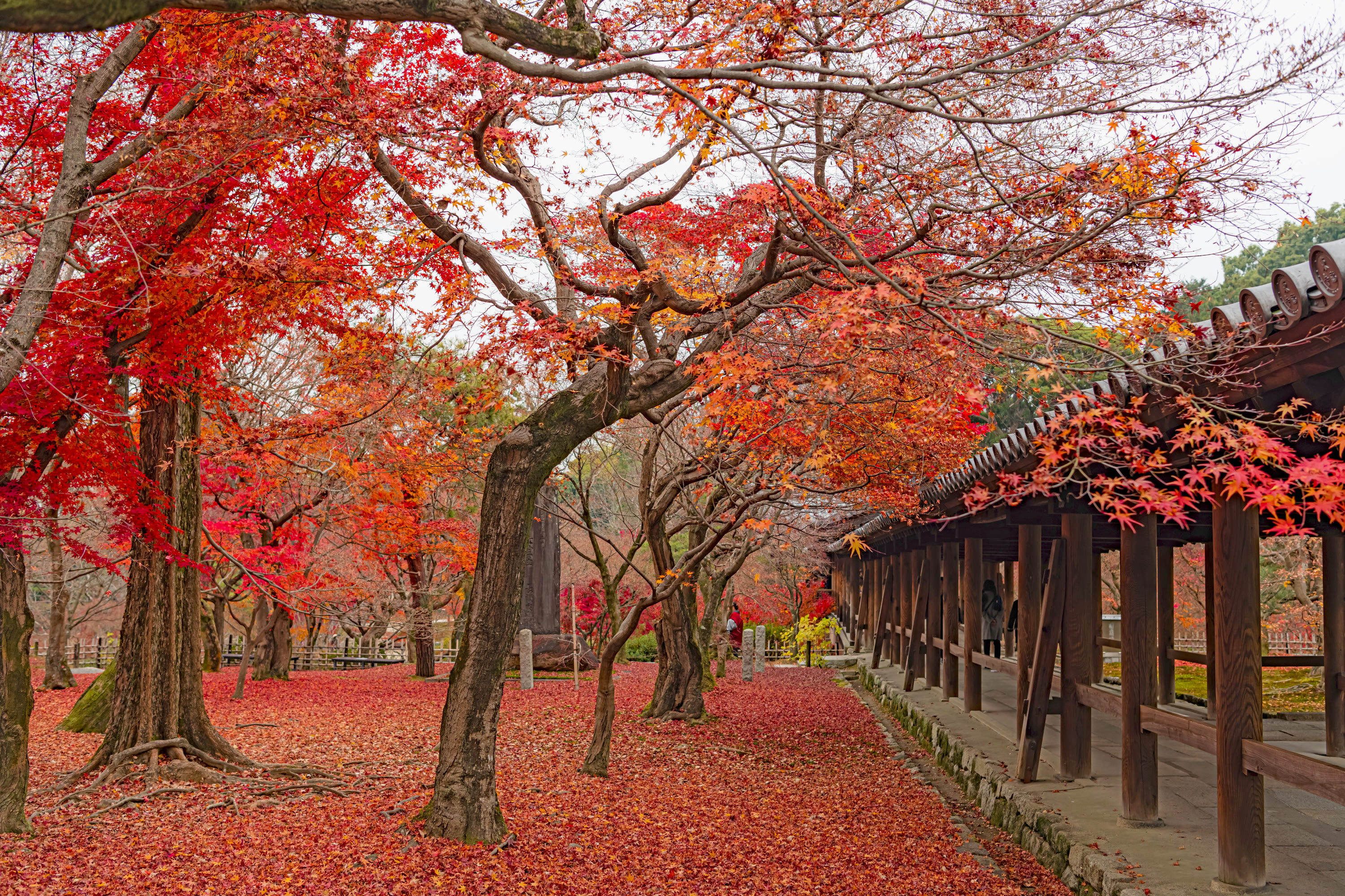 Red maple canopy below the Tsutenkyo bridge at Tofuku-ji